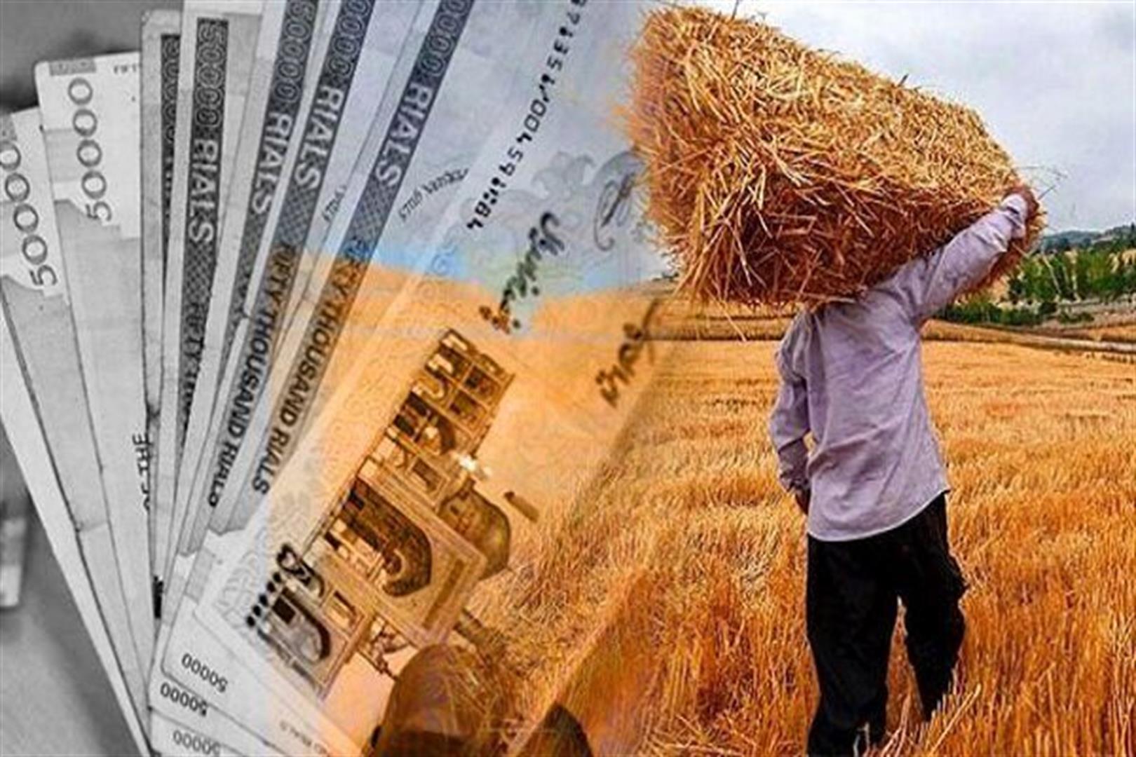 پرداخت بیش از ۹۴ درصد مطالبات گندم‌کاران کشور